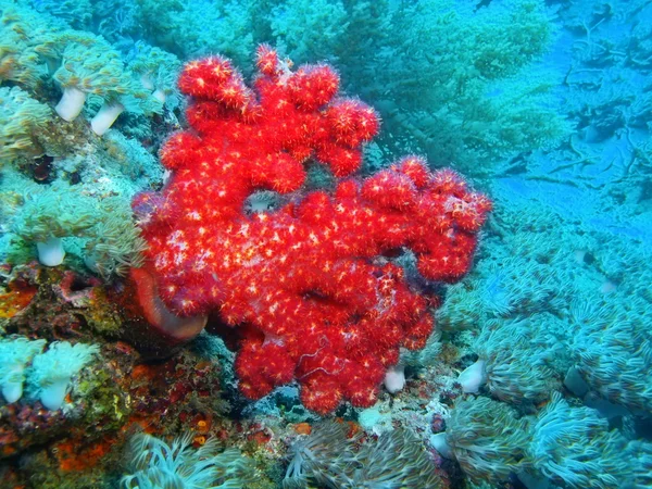 Coral blando, Isla de Bali, Pemuterino — Foto de Stock