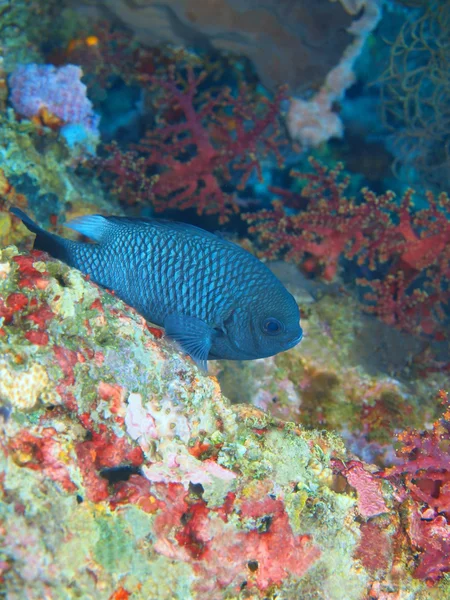 Coral peixe, ilha de Bali, Pemuteran — Fotografia de Stock