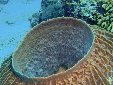 Demosponge, Adası Bali, Pemuteran
