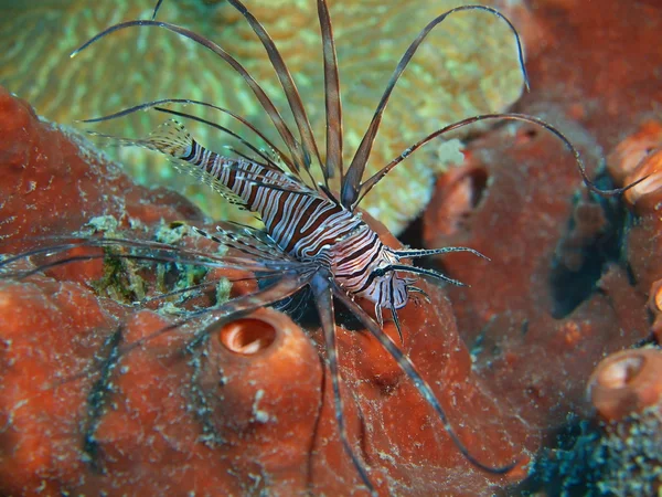 オニカサゴ、バリ島、プムトゥラン — ストック写真