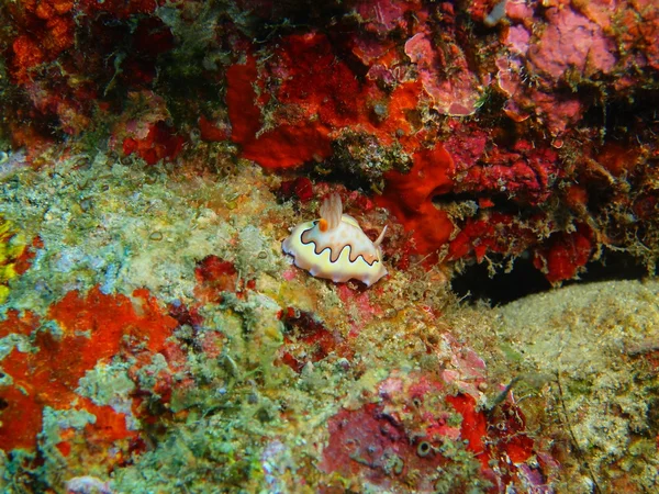 Benar laut siput, Pulau Bali, Pemuteran — Stok Foto