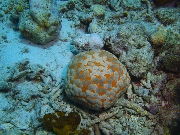 Starfish, Ilha Bali, Pemuteran — Fotografia de Stock