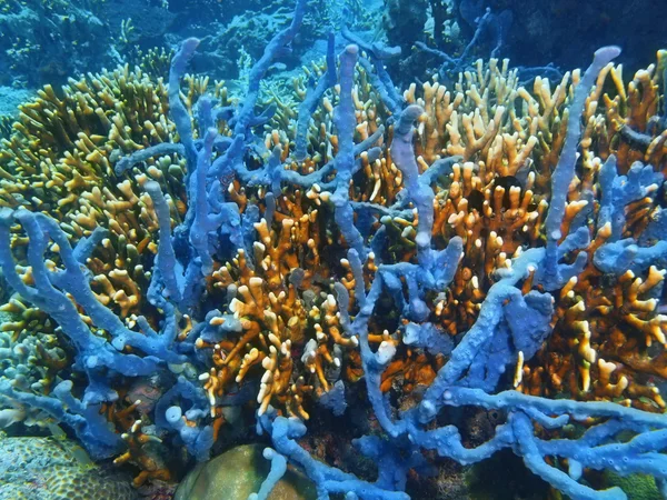 Demosponge, ön Bali, Pemuteran — Stockfoto