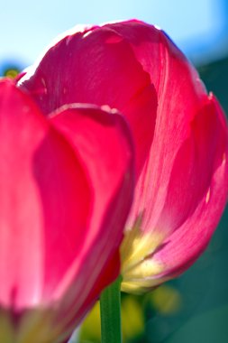 parlak renk güneşli gün kırmızı lale çiçek bahar