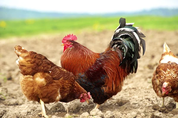 Pollo de campo libre y un gallo guapo — Foto de Stock