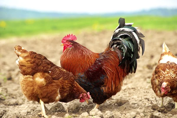 Poulet de plein air et un beau coq — Photo