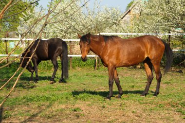 beautifulhorse bir çayır üzerinde