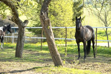 beautifulhorse bir çayır üzerinde