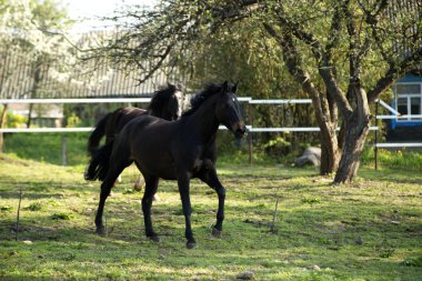 beautifulhorse bir çayır üzerinde