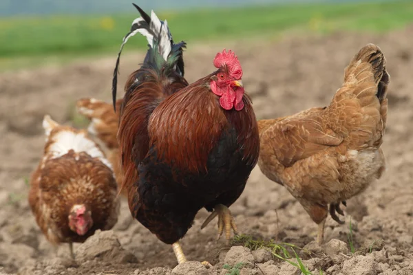 ekmek arası tavuk ve yakışıklı bir horoz