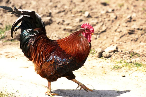 ekmek arası tavuk ve yakışıklı bir horoz