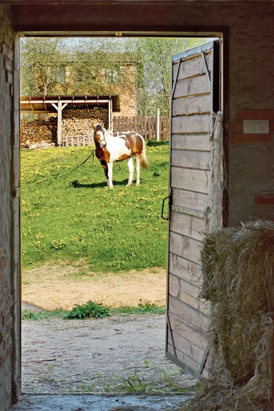Beautifulhorse σε ένα λιβάδι — Φωτογραφία Αρχείου