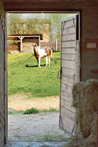 Beautifulhorse på en äng — Stockfoto