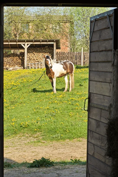 Belo cavalo em um prado — Fotografia de Stock