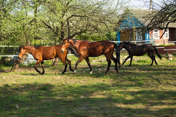 beautifulhorse bir çayır üzerinde