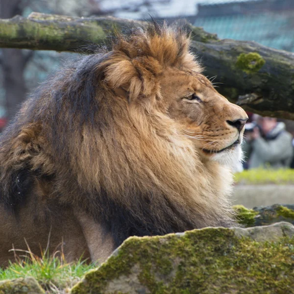 Primo piano del grande leone africano maschio su sfondo nero Foto Stock Royalty Free