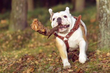 Komik köpek ingiliz buldog portresi parkta yürüyor