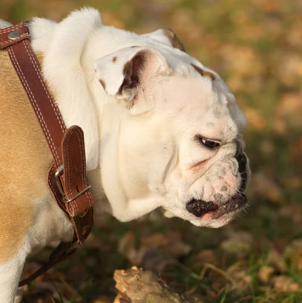 Komik köpek ingiliz buldog portresi parkta yürüyor
