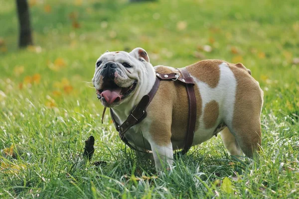 Komik köpek ingiliz buldog portresi parkta yürüyor