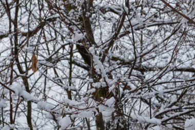 Karlı dallar arasında tek kuru yaprak ve tomurcuklar