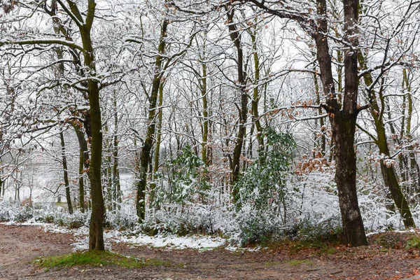Çamurlu bir patikanın yanında yaprakları kuru ve yeşil ağaçlar.