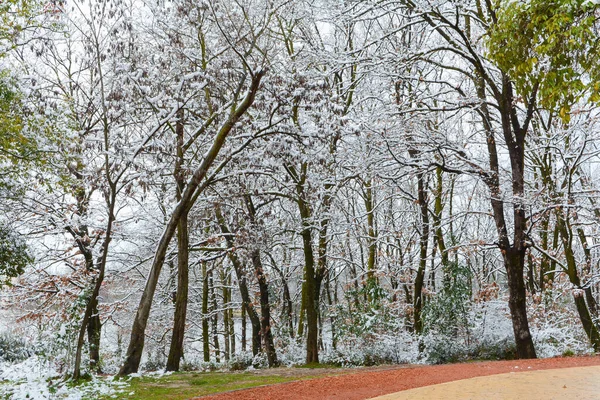 Yolun yanındaki karlı ağaçlar.