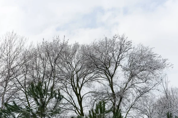 Beyaz gökyüzünün altındaki uzun ağaçlar karla kaplı.