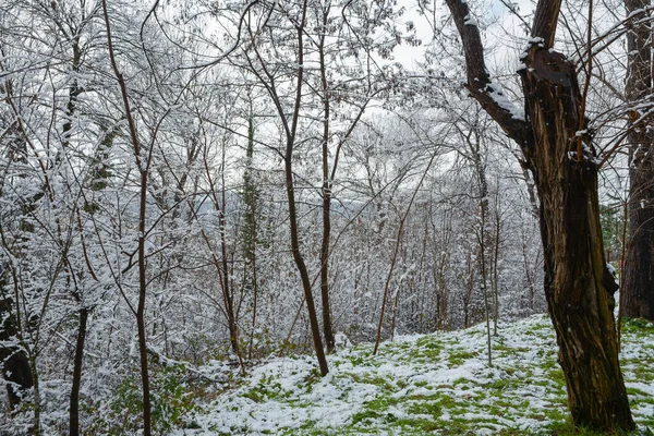 Karla kaplı yeşil çimenler ve ağaçlar