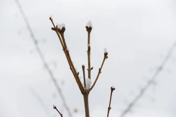 Küçük dallar ve tomurcuklar buzlu karla kaplı.