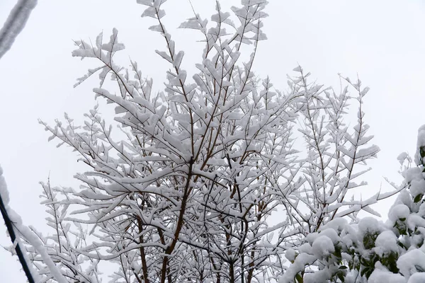 Yoğun karla kaplı ağaç dalları
