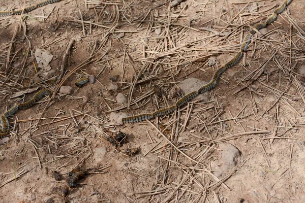 Kıllı tırtıllar birbirine yapışmış, yerde birbirini takip ediyorlar.