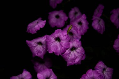 Merkeze odaklı siyah arkaplan ile mor çiçekler