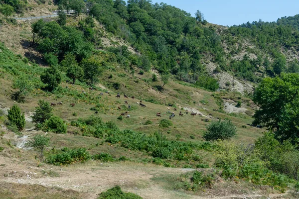 Yeşil dağ yamacında otlayan keçi sürüsü ve etrafındaki ağaçlar.