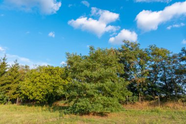 Mavi gökyüzü ve beyaz bulutlu yeşil ağaçlar