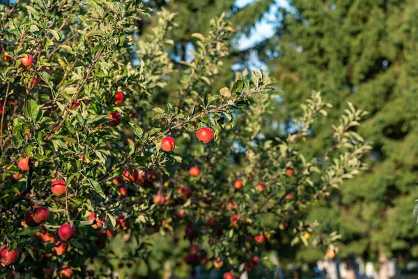 Dallara asılı tamamen olgunlaşmış kırmızı elmalar.