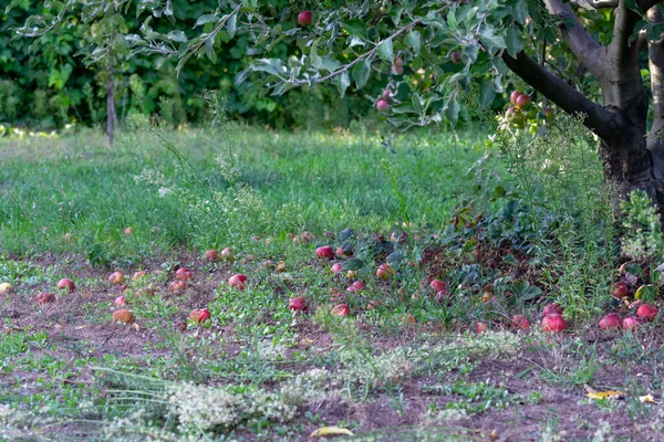 在一棵红红的苹果树下 满是成熟的果实 落在地上 — 图库照片