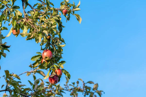 Mavi gökyüzünün önünde olgunlaşmış meyvelerle dolu kırmızı elma dalı