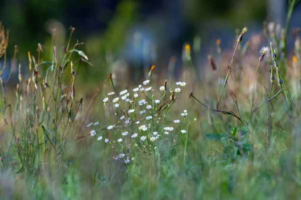 Witte Wilde Bloemen Naast Ongeopende Overdreven Paardebloemen — Stockfoto