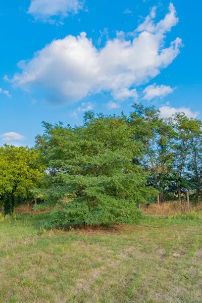 Beyaz bir bulutun altında, çimlerin arasında uzun bir ağaç
