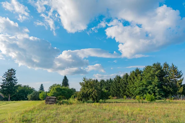 Büyük mavi ve bulutlu gökyüzünün altında farklı ağaçlar