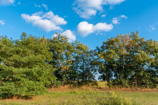 Mavi gökyüzü ve beyaz bulutlarla yeşil ağaçlar ve çimenler