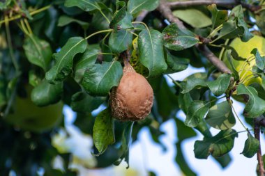 Kahverengi, çürük armut yeşil yaprakların arasında sallanıyor.