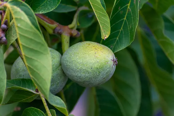 Olgunlaşmamış ceviz ağaçta, yeşil yaprakların arasında.