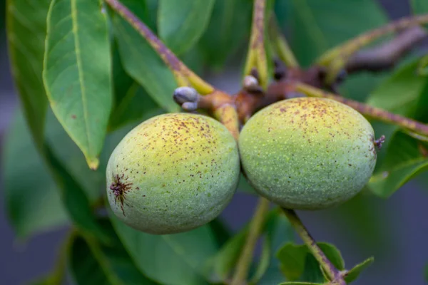 Yeşil yaprakların arasındaki ağaç dalında iki olgunlaşmamış ceviz.