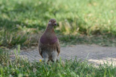 Koyu renkli güvercin yeşil çimlerin arasında