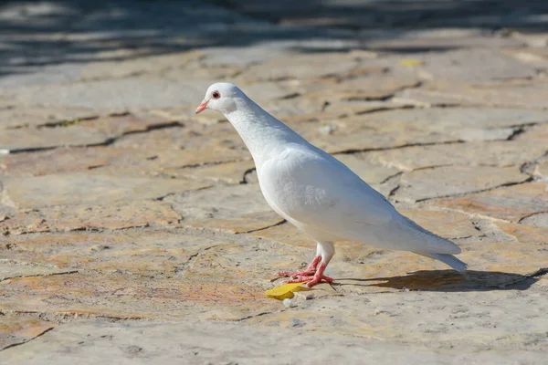 Schöne Weiße Taube Auf Bunten Straßensteinen — Stockfoto