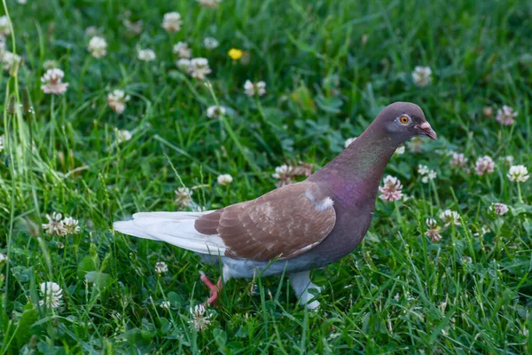 草の上をカラフルな鳩が歩いている — ストック写真