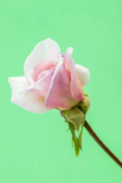Rose et jardin — Photo