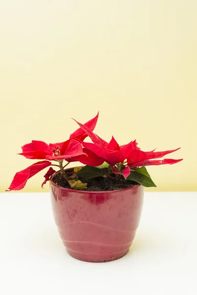 Kerstmis van plant — Stockfoto