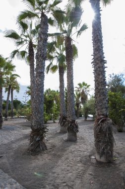 Tenerife Bahçe beach